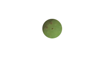 Пластиковый червь GaryYamamoto Swim Senko 4''